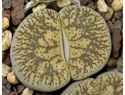 Lithops lesliei v.venteri (syn.maraisii) C153 - 10 семян