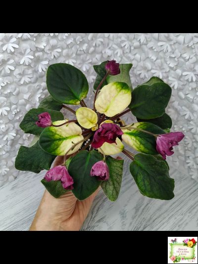 ЕК-Лампа Желаний (Е. Коршунова) 2021 г.