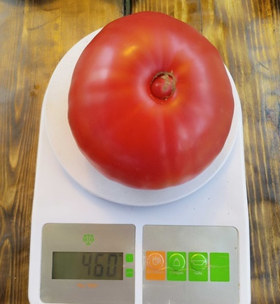 Томат Минусинское искушение (Minusinsk's temptation)