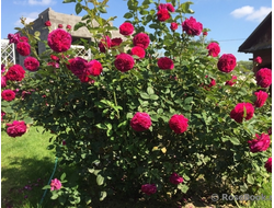 Роза английская Falstaff® (AUSverse), C5