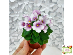 ЛЕ-Колибри (Е. Лебецкая) (3 листа посажены в 1 стак. 20.10.25)