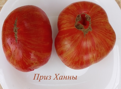 Томат Гном Приз Ханны ( Dwarf Hannah’s Prize, США, Австралия)