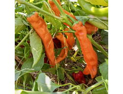 Перец сладкий Оранжевый длинный голландец