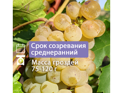 Совиньон