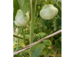 Томат  Козий мешок (Goat Bag, Козья сумка) США