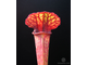 Sarracenia Hybrid 1