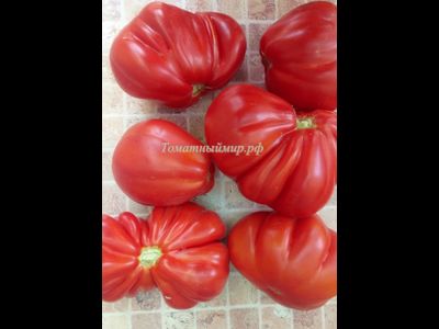 Томат Красная груша гигант Гран-Сассо  (Red Pear Giant Gransasso), Италия