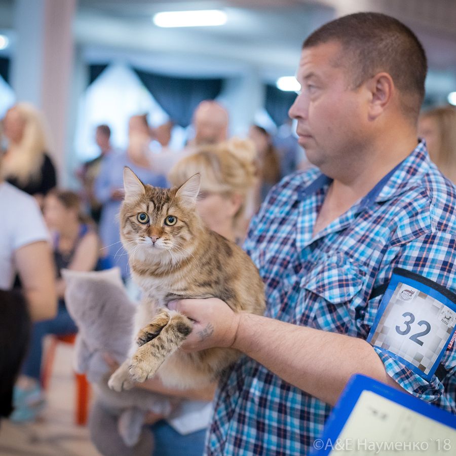 Курильский бобтейл ShawlsCity Tigris Show