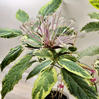Clerodendron Qadriloculare Variegated / Клеродендрум фейерверк вариегатный