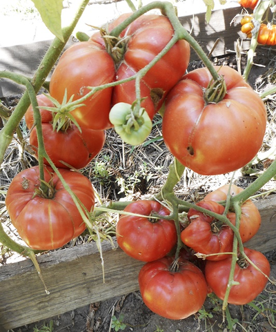 Томат Хелен немецкий (Helen's German)
