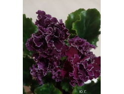 18) ЛФ-Фея огня