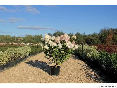 Гортензия Мэджикал Кэндл - Magical Candle