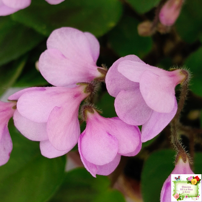 Flashy Trail (H.Pittman) TX Hyb трейлер