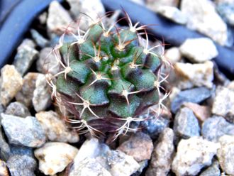 Gymnocalycium bruchii v. niveum VG 536