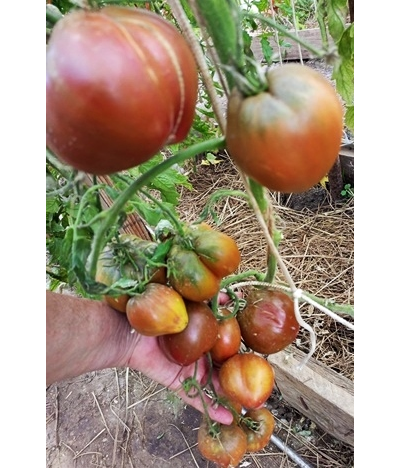 Томат Сладкое трюфельное сердце