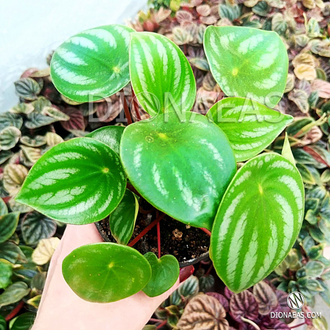 Peperomia Argyreia - Пеперомия Аргирея, Пеперомия Арбузная