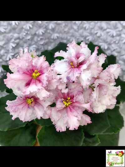 РМ-Ягодный Мармелад (Н.Скорнякова) 2019 г.