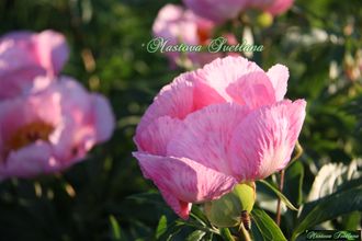 Paeonia Roselette