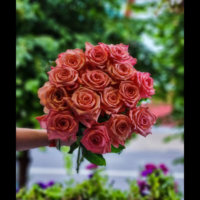 Роза Россия 50 см 15 шт
