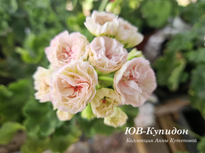 Пеларгония ЮВ_Купидон