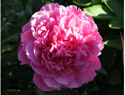 Пион Goody (Гуди)