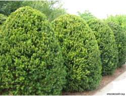 Тис средний Хиксии - Hicksii