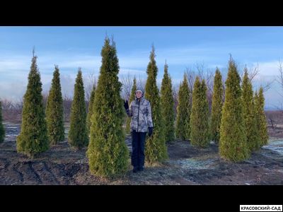 Туя Смарагд - Smaragd 3 метра