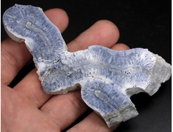 Коралл голубой Акори, Австралия (109*52*11 мм, 58 г) №37713