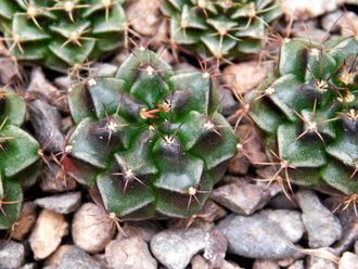 Gymnocalycium bruchii v. niveum VG 536