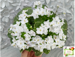 Ва-Банк (Л. Мещерякова) листовая химера (стартер сорт)