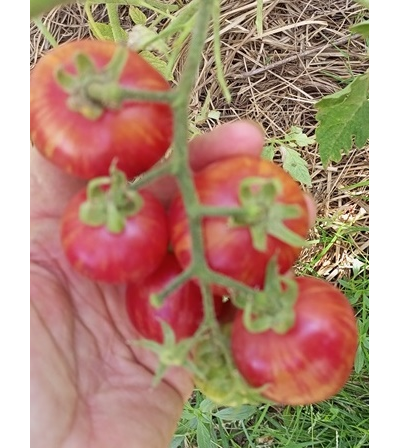 Томат Вернисаж розовый