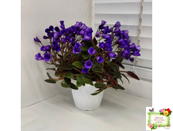 Vallarta Campanas Moradas (G.Beck) трейлер (пасынок посажен 17.08.25)