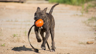 Doglike Мяч С ЛЕНТОЙ большой (Оранжевый)