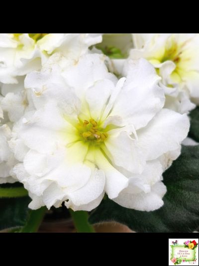 МК-Белая Кувшинка (М. Карпова) 2022 г.