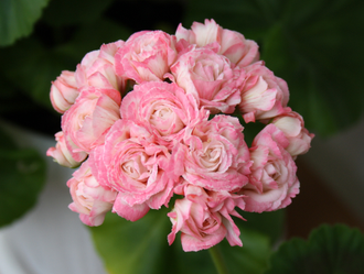 Denise (Sutarve) - пеларгония розебудная (розоцветная) - описание сорта, фото - купить черенки