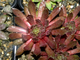 Sempervivum 'MAYA'- розетка