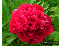 Пион Rubra Plena (Рубра Плена)