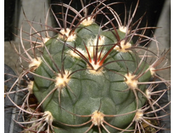 Gymnocalycium saglionis (D=40mm)