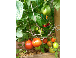 Томат Бычье сердце Ревьера