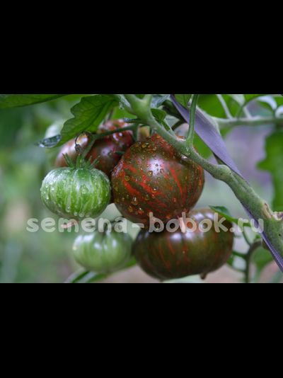 Томат Siegel's Dark Stripes (Темные Полосы Сигеля), 10 шт