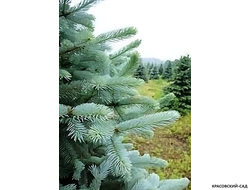 Ель колючая Аризона Кейбаб - фото хвои - красовский-сад.рф