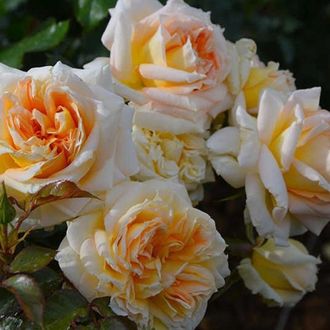 Ля Калиссон (La Calissonne) роза, ЗКС