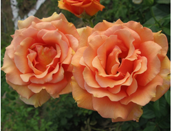 Ашрам, (Ashram )  Tantau