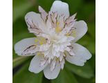 Anemone nemorosa Salt and Pepper (в упаковке 3-5 корня)