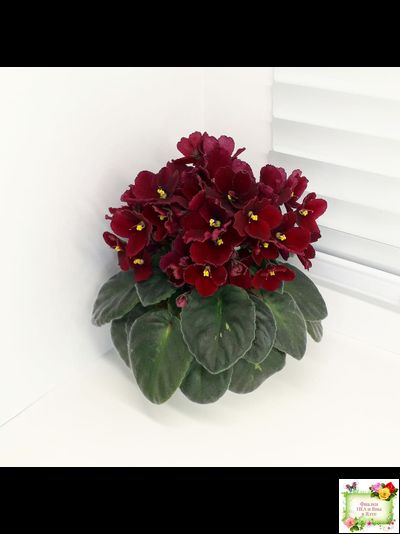 Jolly Mars (H.Pittman), #9718 (01/15/2007)