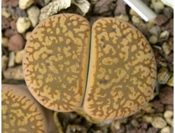 Lithops aucampiae C257 (MG) - 10 семян