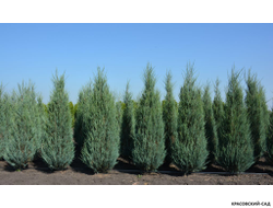 Можжевельник Блю Эрроу в ряд весной - Купить - Красовский-Сад.рф