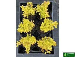 Барбарис Тунберга "Мария"  (Berberis thunbergii `Maria`)