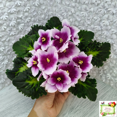 ЛФ-Посмотри в Глаза (Л. Федосеева) 2022 г. (лист посажен 04.02.26)