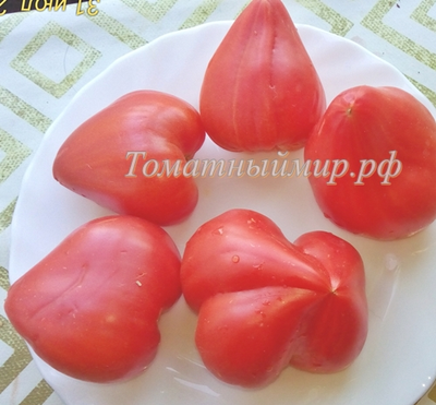 Томат Заилийский Алатау